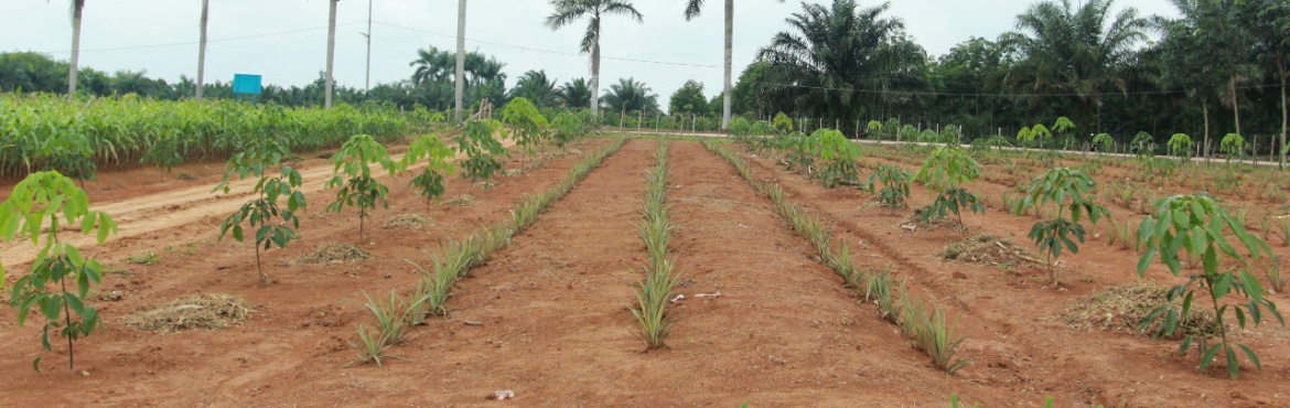 Oktavia 2020 Sembawa Indonesia Pineapple rubber intrecropping